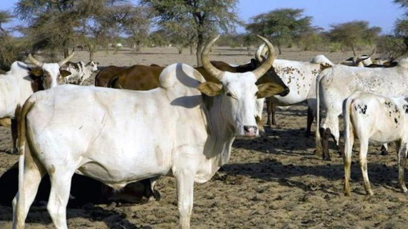 Koulikoro : les prix des bœufs varient entre 300 mille et 700 mille FCFA