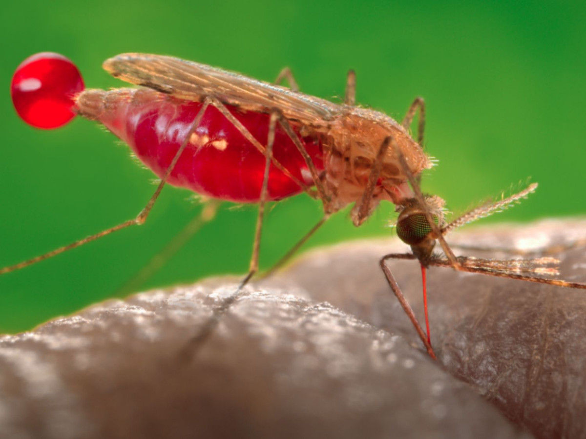 Lutte contre le paludisme : « on est en train de reculer », regrette l’OMS