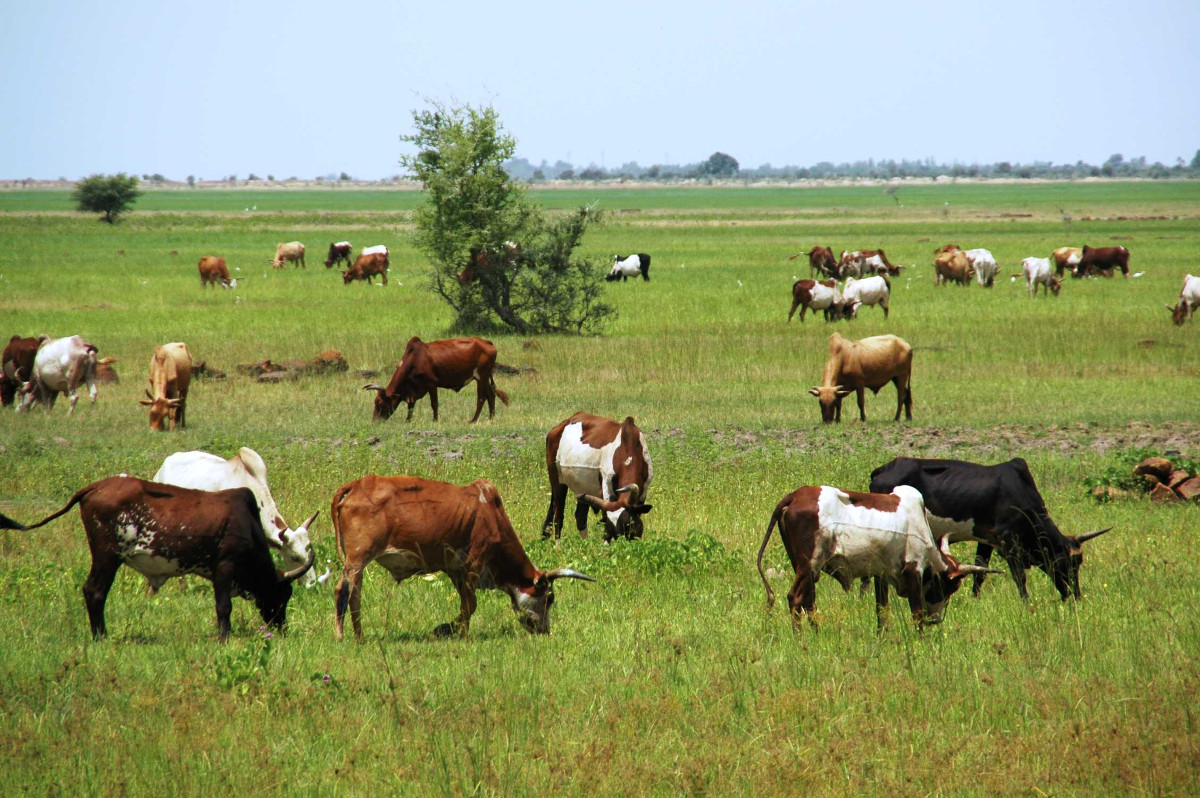 Agriculture et élevage, deux secteurs vitaux confrontés à des défis à Tominian