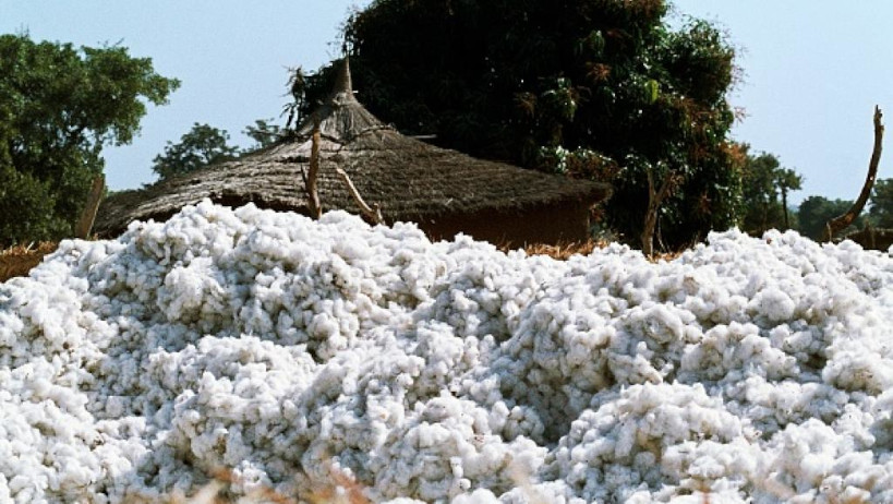 Yorosso : plus de 39 mille tonnes de coton graines produites cette année