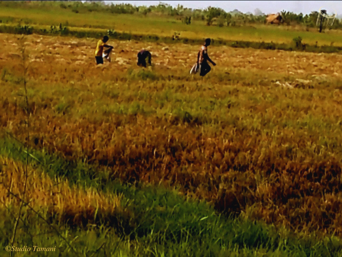 La récolte du riz contre saison en cours à Bafoulabé