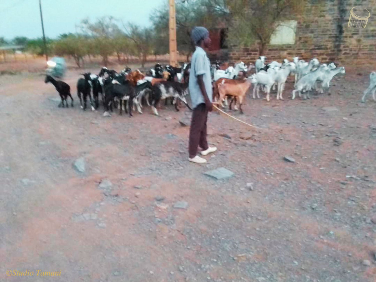La cherté de l’aliment bétail, un handicap pour des éleveurs de Nioro du Sahel