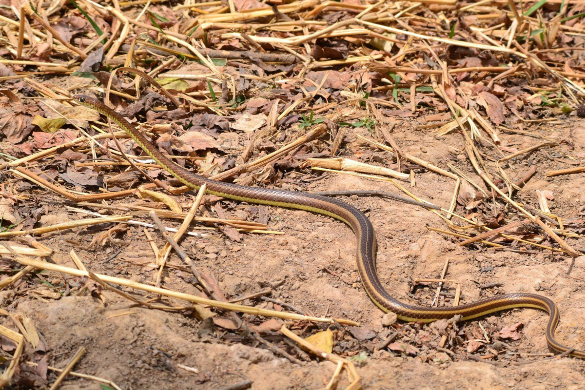 Bafoulabé : une fillette décède suite à la morsure d’un serpent