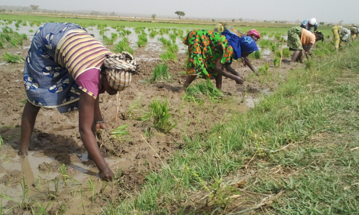 Campagne agricole à Yorosso: les femmes préoccupées par la non acquisition des intrants