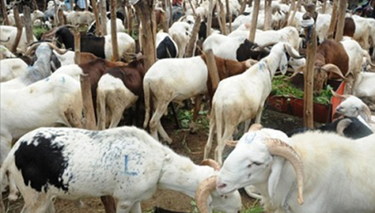 Sikasso : les vendeurs de moutons regrettent la faible clientèle