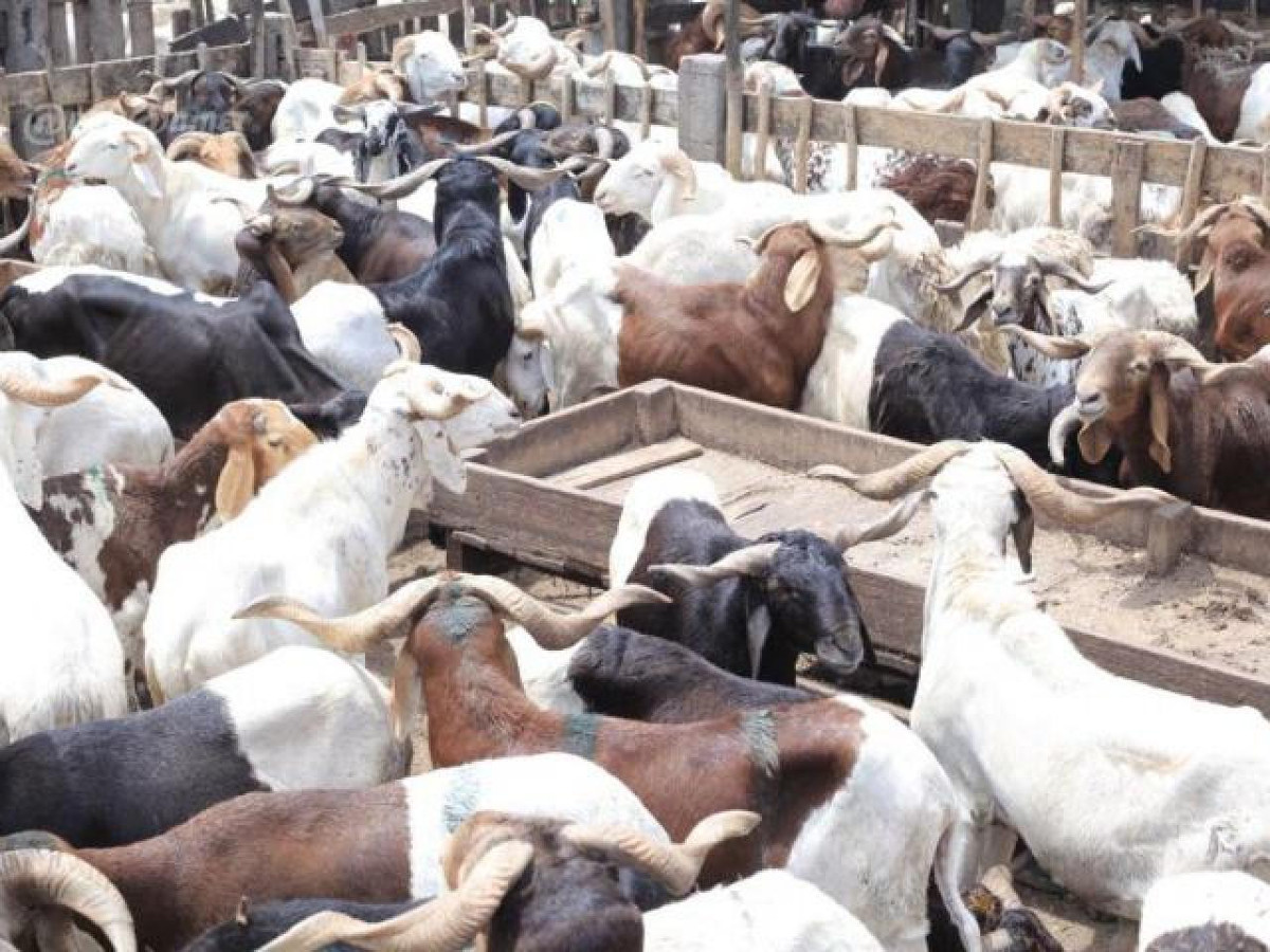 Tabaski : hausse du prix du mouton à Banamba et Bourem