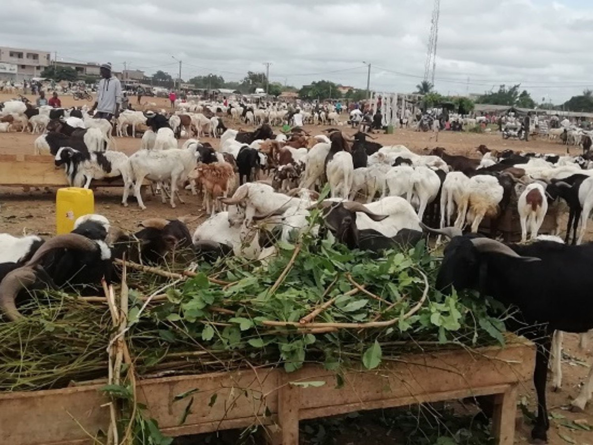 Vente promotionnelle des moutons : « c’est vraiment cher, cette année », regrettent des Maliens