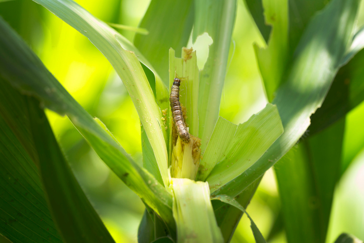 Sikasso, Koutiala, Bougouni : la présence des insectes ravageurs inquiète les cultivateurs