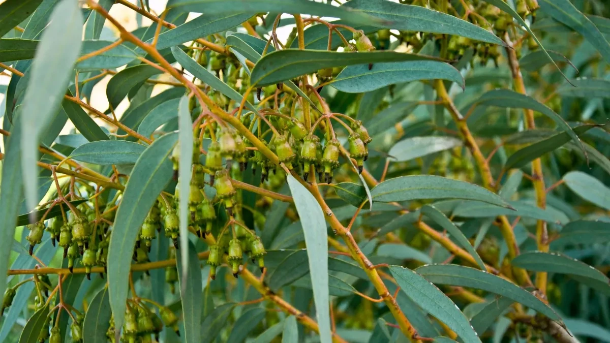 Kadiolo : la jeunesse plante plus de mille pieds d’eucalyptus à Diou