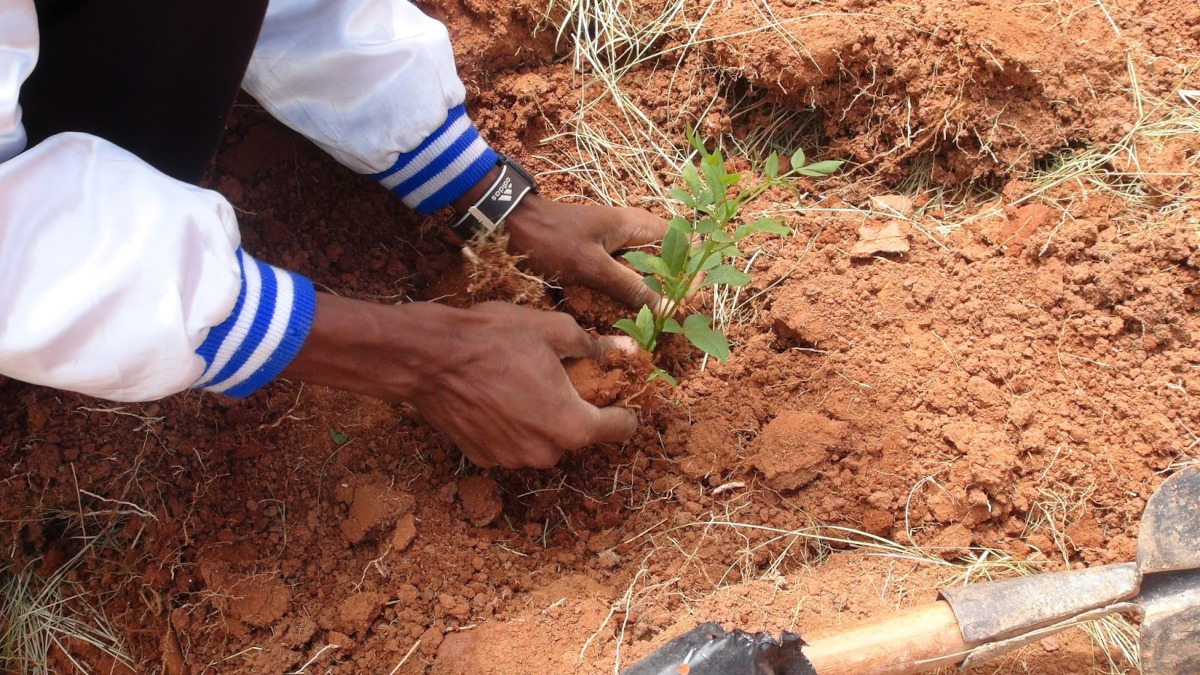 Campagne de reboisement à Kadiolo : plus de 3750 de plants d’arbres seront plantés