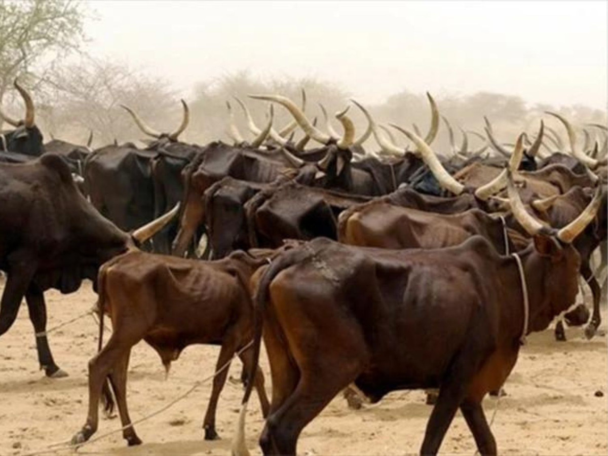 Un mort et 50 bœufs enlevés cette semaine dans le cercle d’Ansongo