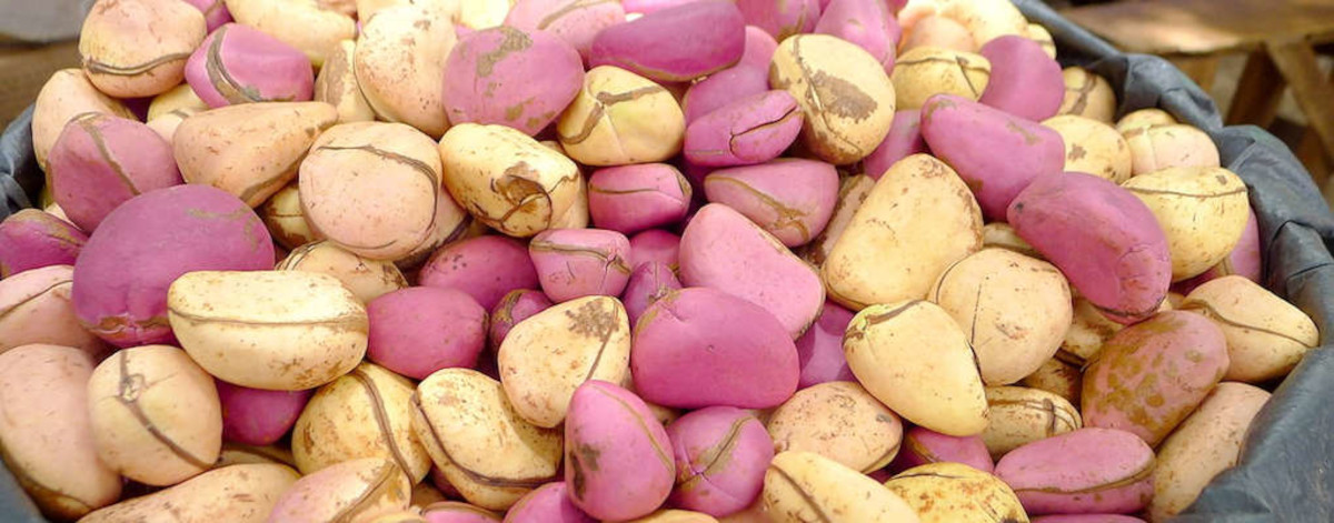 Sikasso: le prix du panier de la noix de cola a atteint 110.000FCFA