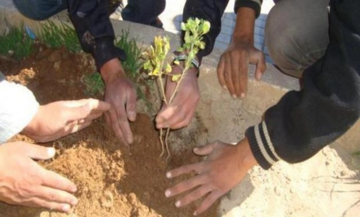 A San, des enfants ont planté des arbres