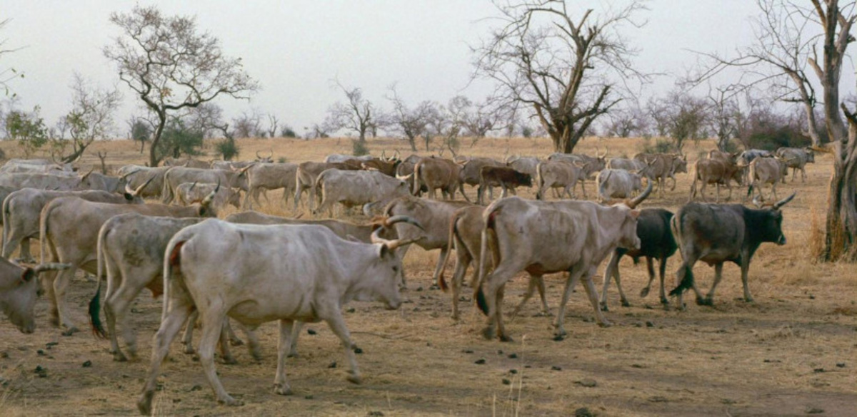 Ansongo : enlèvement de bétail par des hommes armés