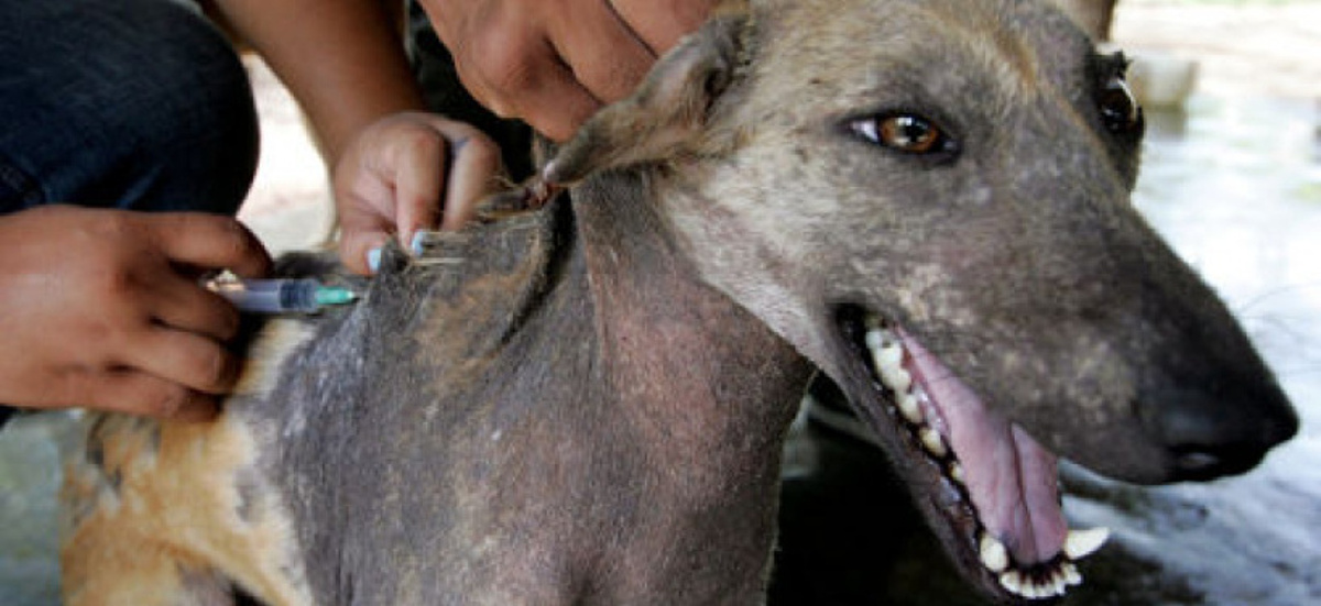 Lutte contre la rage : plus de 70 chiens vaccinés à Sikasso