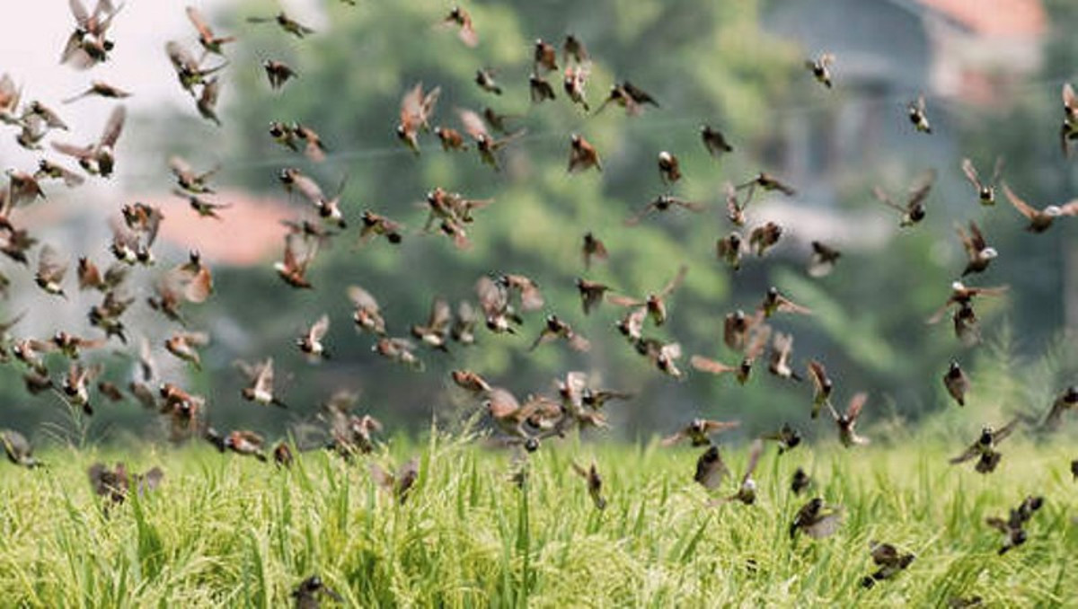 Bankass : la menace des oiseaux granivores précipite les récoltes