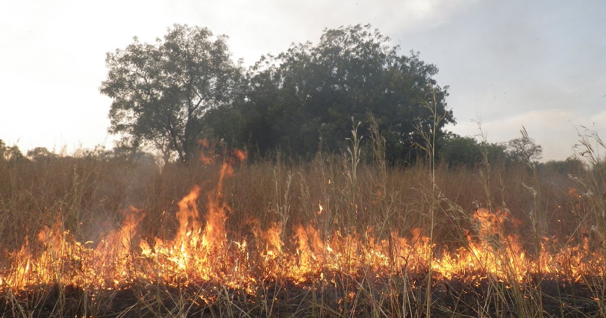 Des champs de mil brûlés à Bandiagara