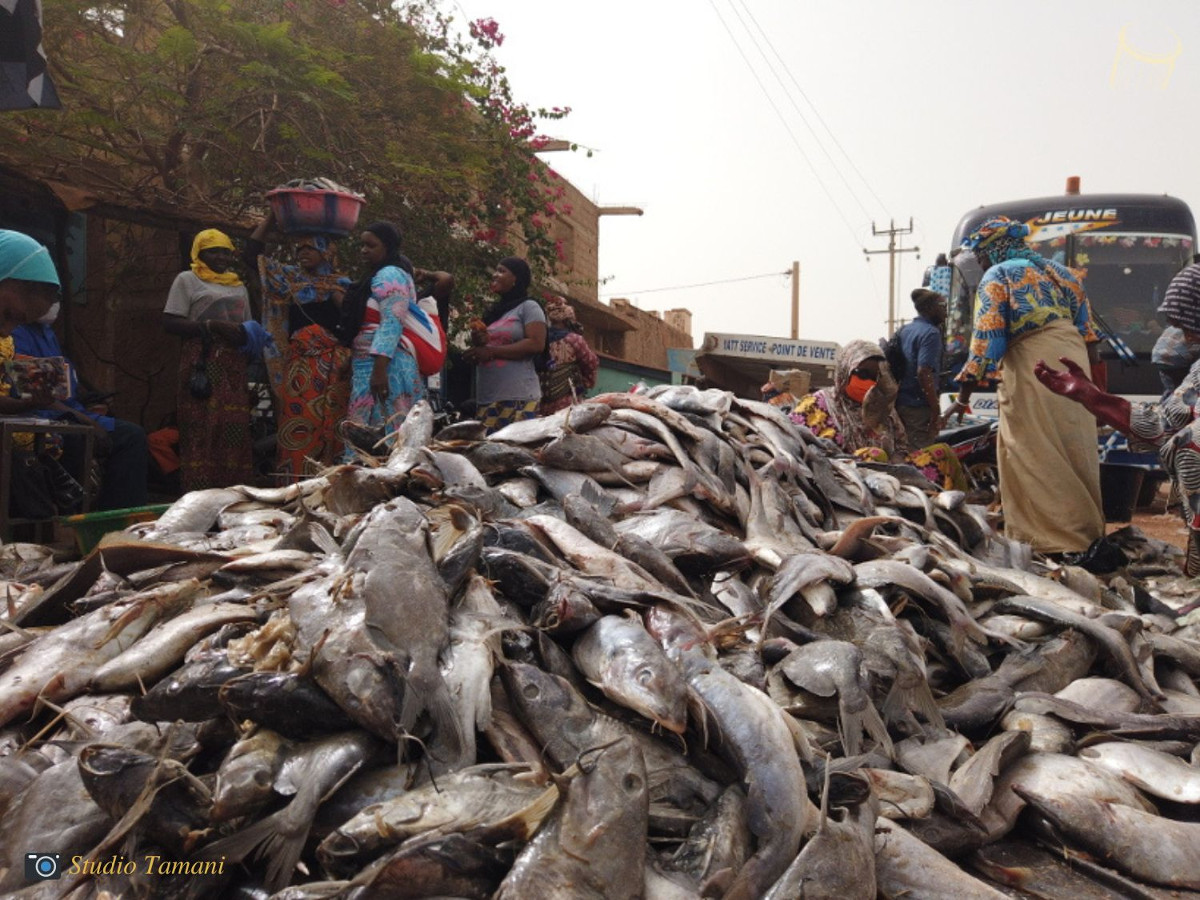 Mali : « les poissons n’ont plus de refuge pour pondre leurs œufs », déplorent des pêcheurs