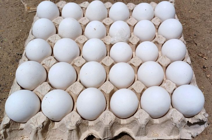 « Mag-Économie » : œufs, le prix de l’alvéole passe de 1900 à 2500 FCFA
