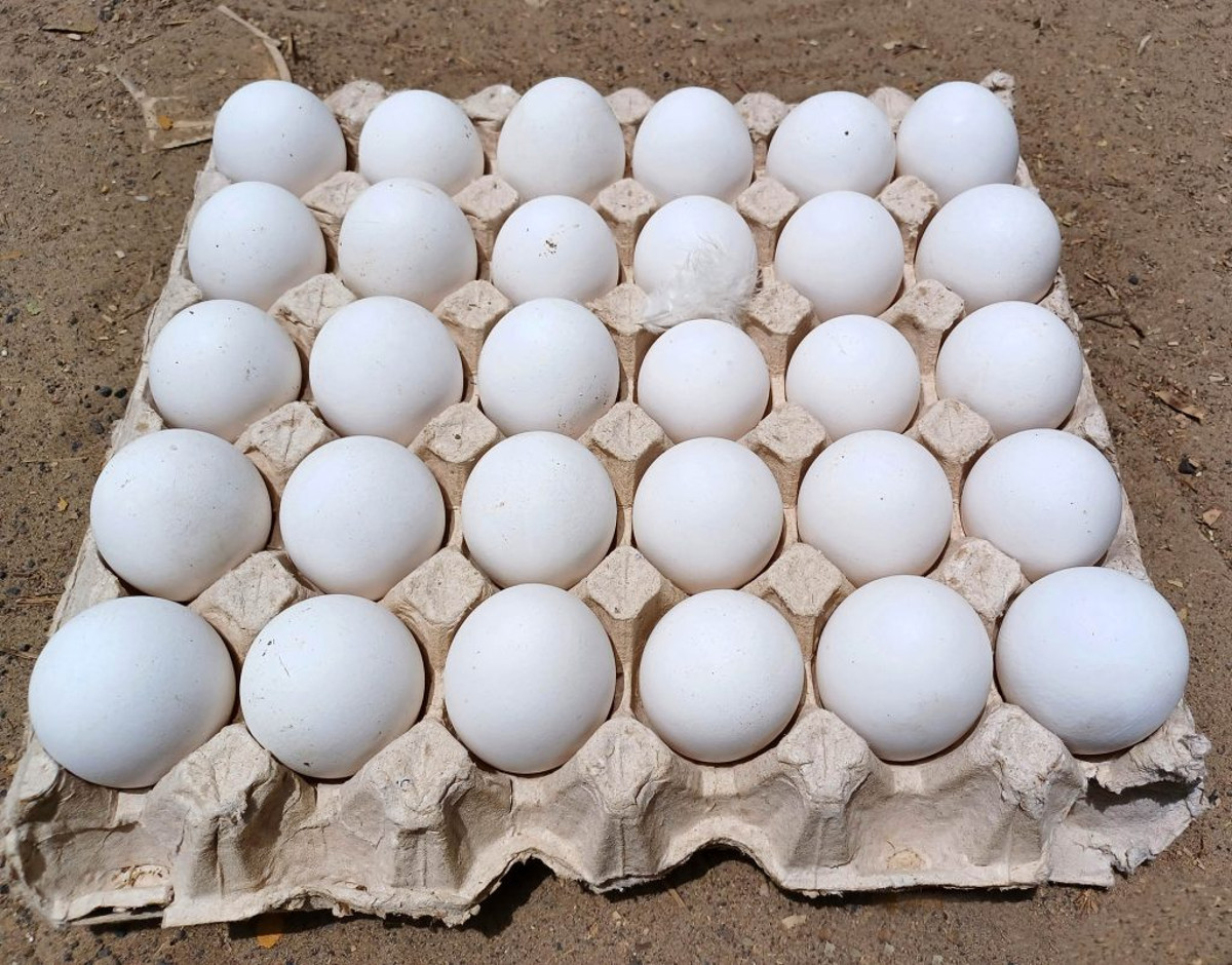 « Mag-Économie » : œufs, le prix de l’alvéole passe de 1900 à 2500 FCFA