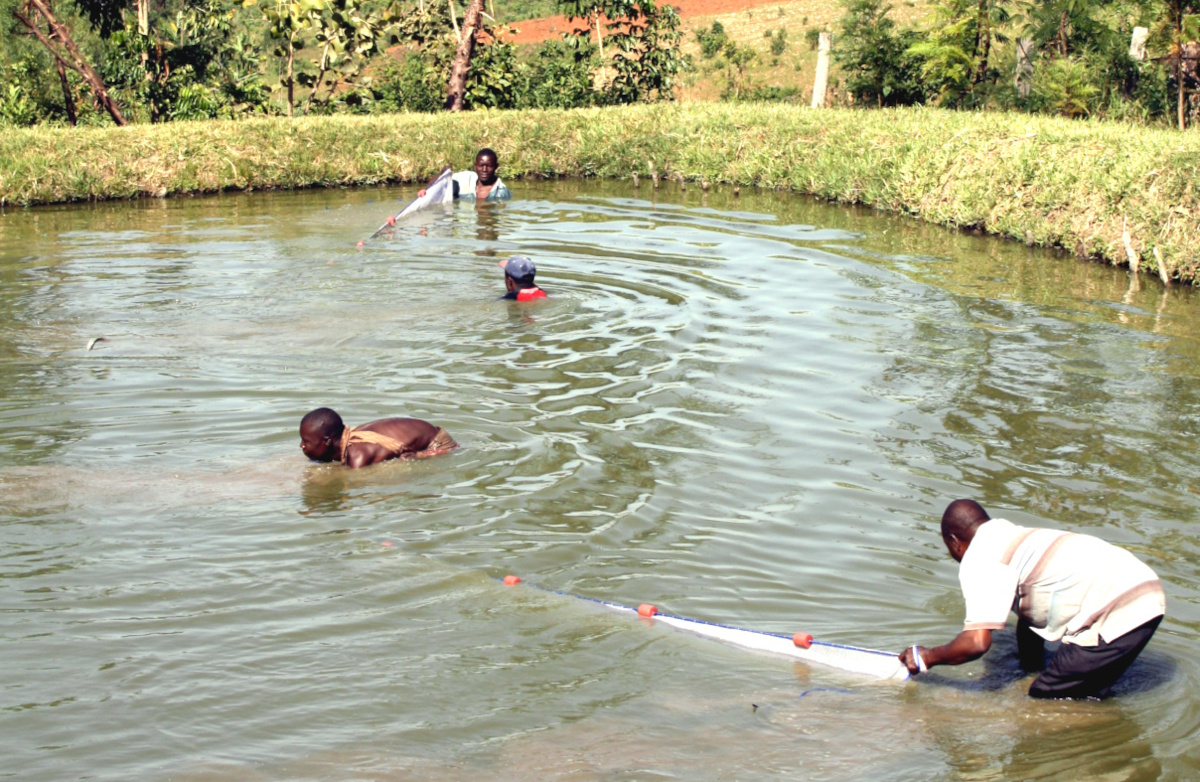 Don d’aliments pour poissons aux pisciculteurs de Koulikoro et de Dioila