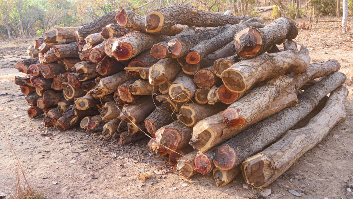 « Parlons de l’environnement » la coupe abusive du bois concerne de plus en plus les arbres fruitiers