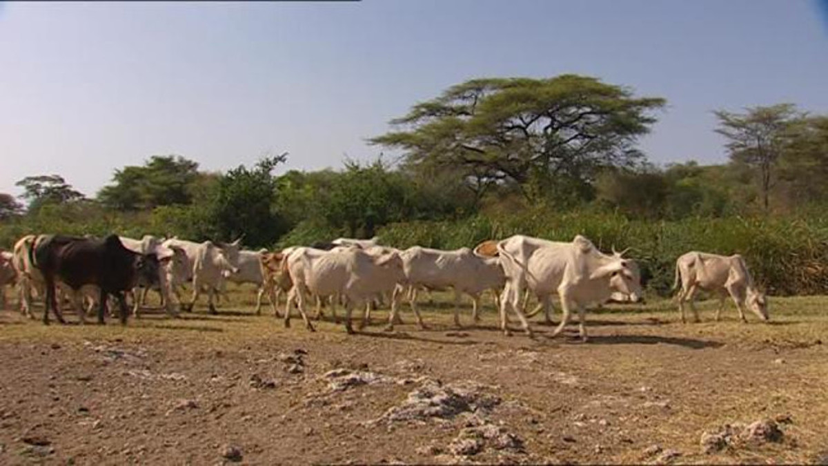 <strong>Ansongo : des éleveurs sans nouvelles de leurs bétails</strong>