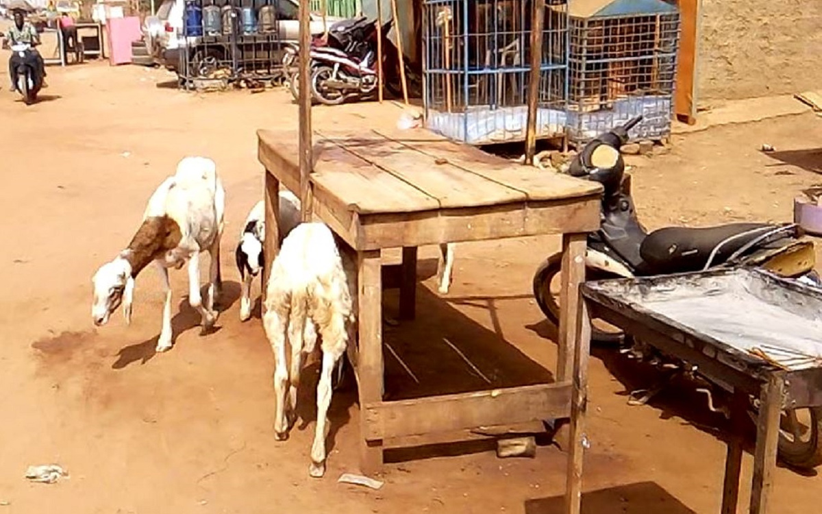 Divagation des animaux : une « source de conflits » à Bafoulabé