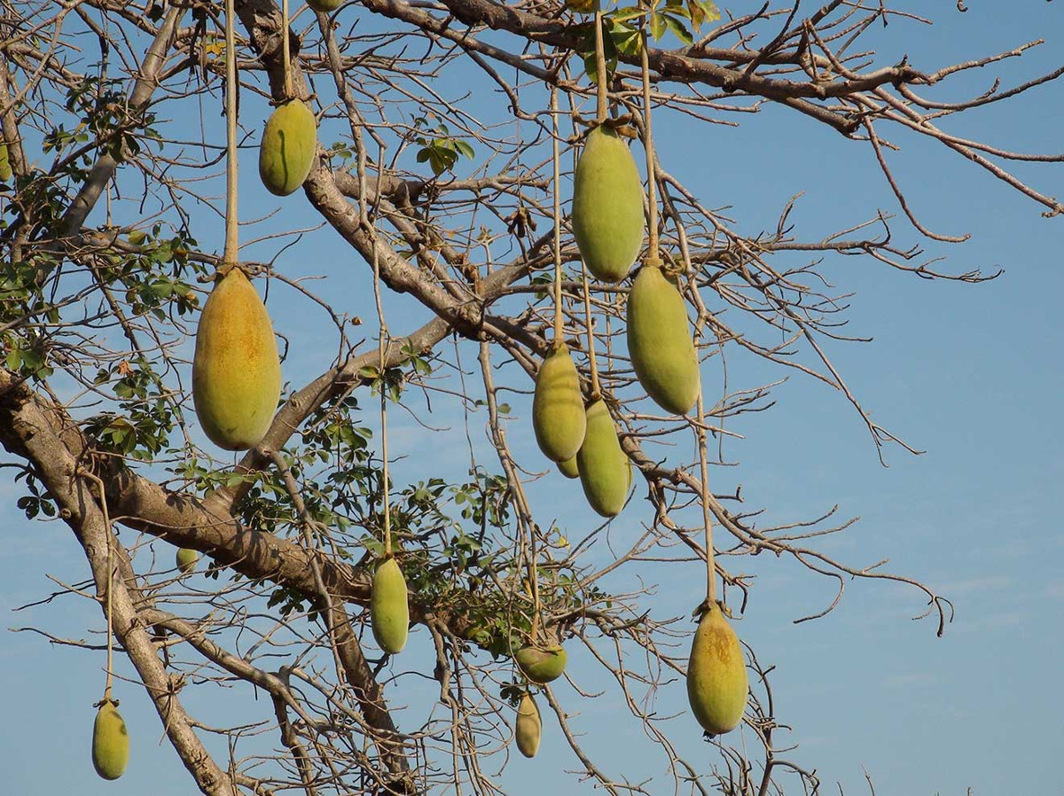 <strong>Bafoulabé : à Sidibéla, la cueillette prématurée du “pain de singe” interdite</strong>