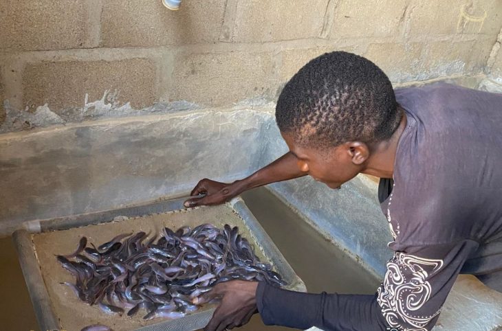 <strong>Pisciculture à Koutiala : de nouvelles techniques pour accroître la production</strong>
