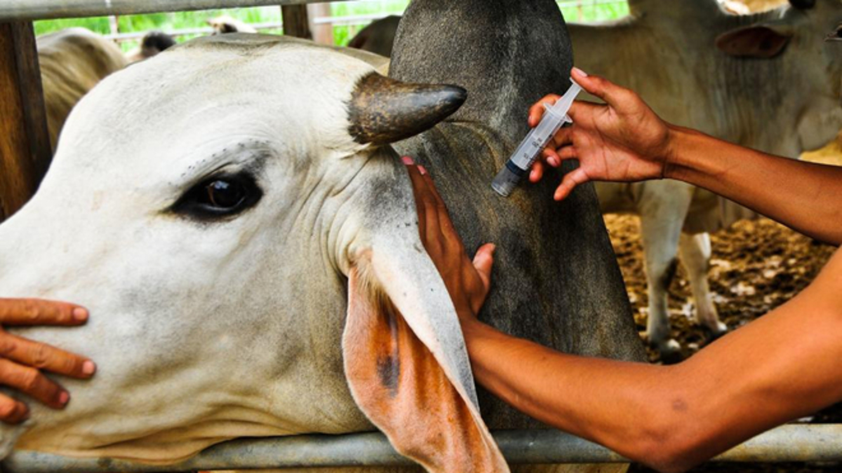 <strong>Près de 82 000 bovins seront bientôt vaccinées à Macina</strong>