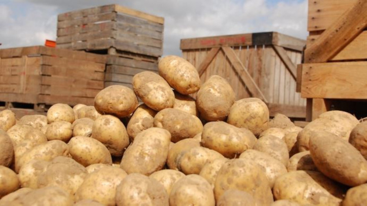 <strong>Sikasso, une formation pour booster la production de la pomme de terre locale</strong>