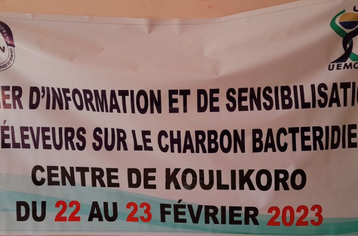 <strong>Des éleveurs de Koulikoro imprégnés d'une maladie touchant les bovins</strong>