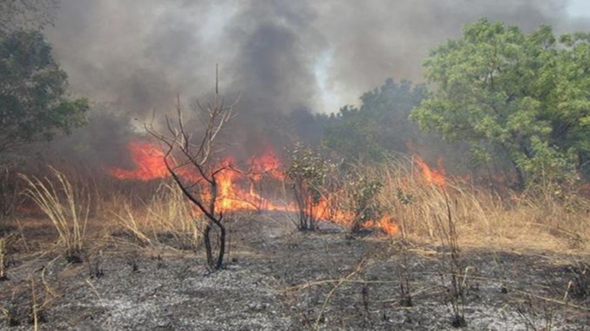 <strong>Feux de brousse : près de 3 600 hectares brûlés en 2022 à Koulikoro</strong>