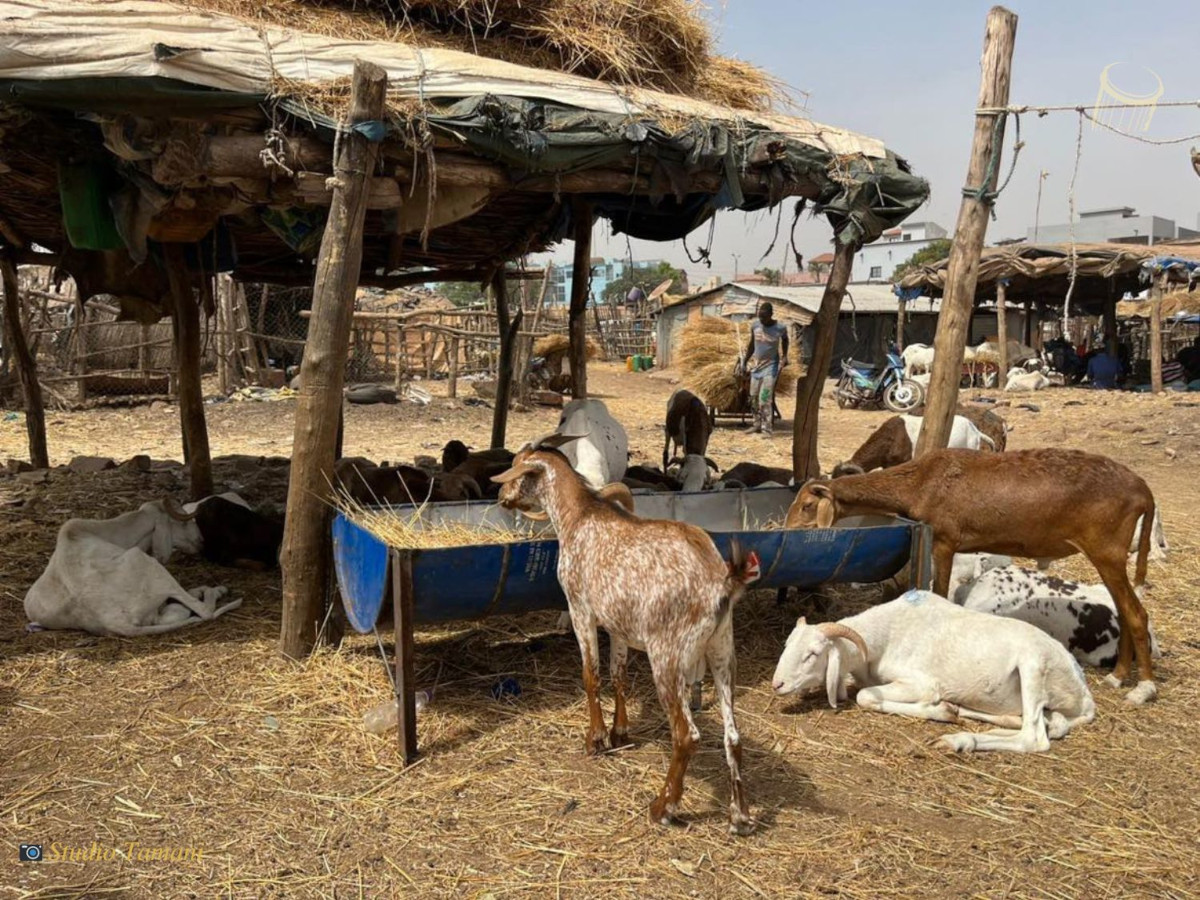 <strong>Cherté de l’aliment bétail : la filière bétail invite le président de la transition à tenir sa promesse</strong>