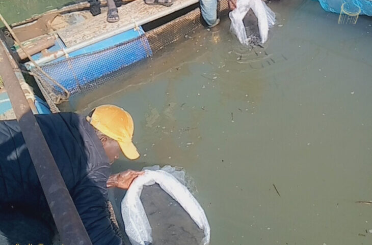 <strong>Péril sur la pisciculture à Bafoulabé</strong>