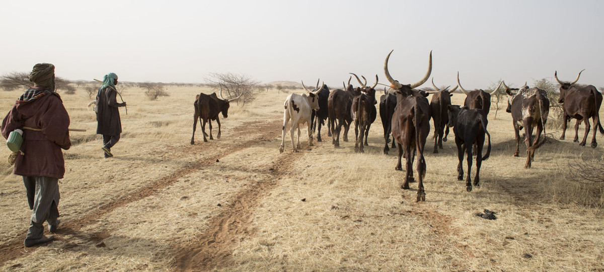 Vol de bétails : à Yorosso, la population interpelle les autorités