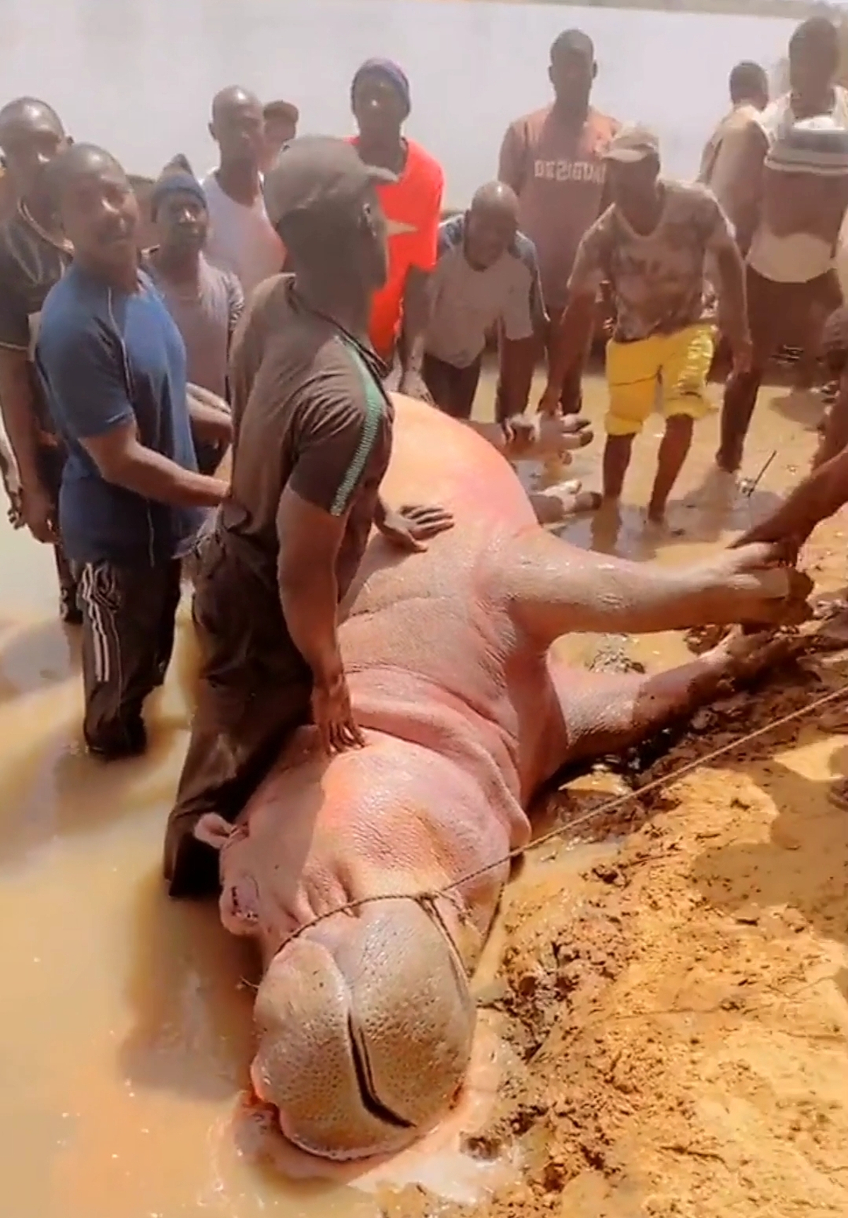 Parlons de l’Environnement : des hippopotames abattus à Bafoulabé