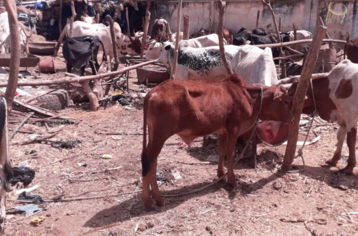 A Sikasso, des éleveurs outillés dans la lutte contre des maladies animales
