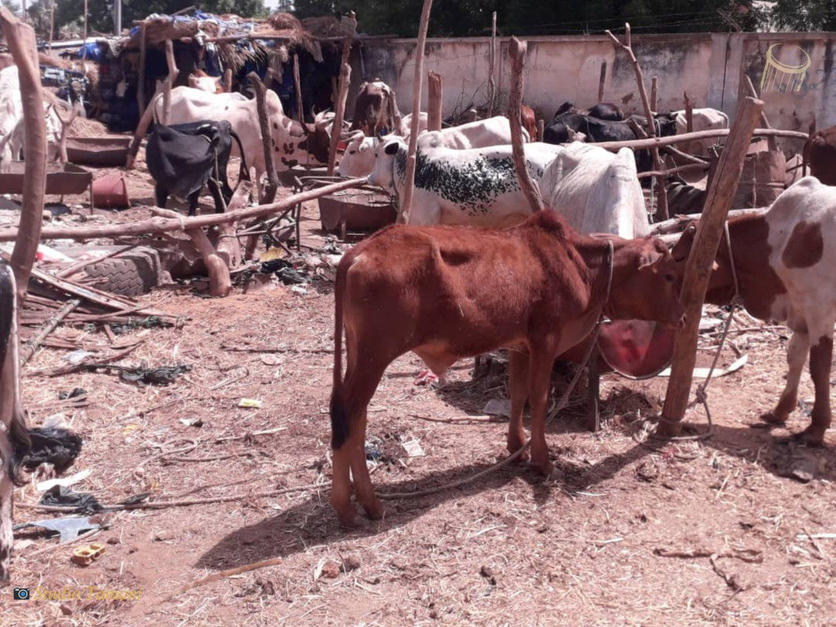Santé animale : l’accès aux vétérinaires et l’efficacité des produits « restent difficiles » au Mali