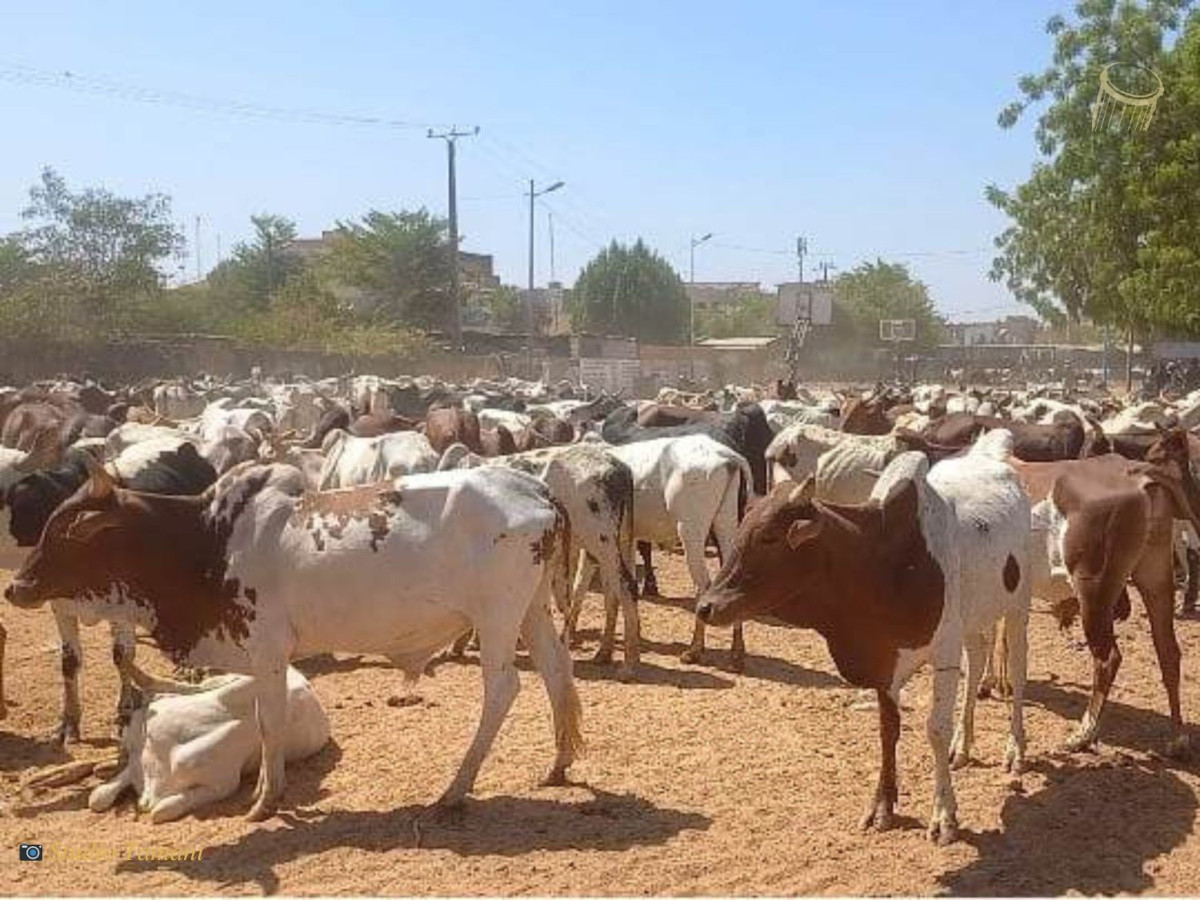 Macina : des bœufs emportés à Nenena et Folomana