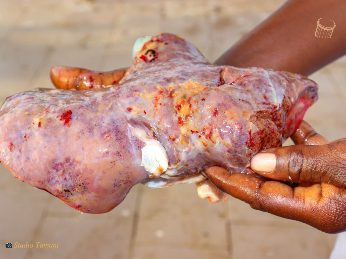 Une épidémie tue massivement le cheptel à Goundam