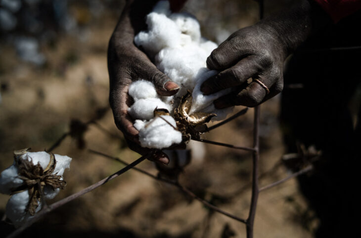 Campagne agricole : quand les annonces du gouvernement suscitent l'espoir des cotonculteurs