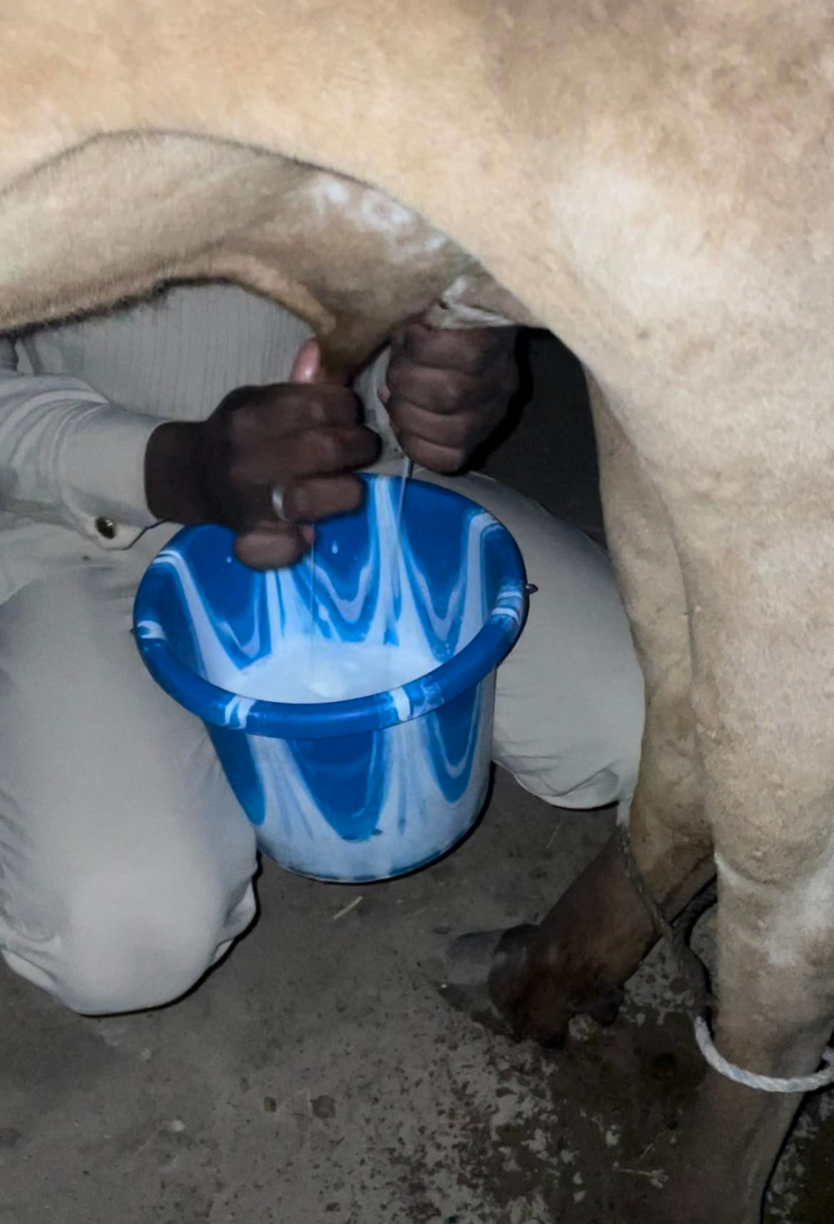 Filière lait: “une réorganisation du secteur s’impose”