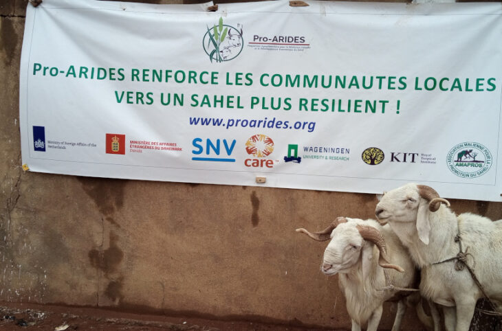 Ouverture à San du marché promotionnel des moutons