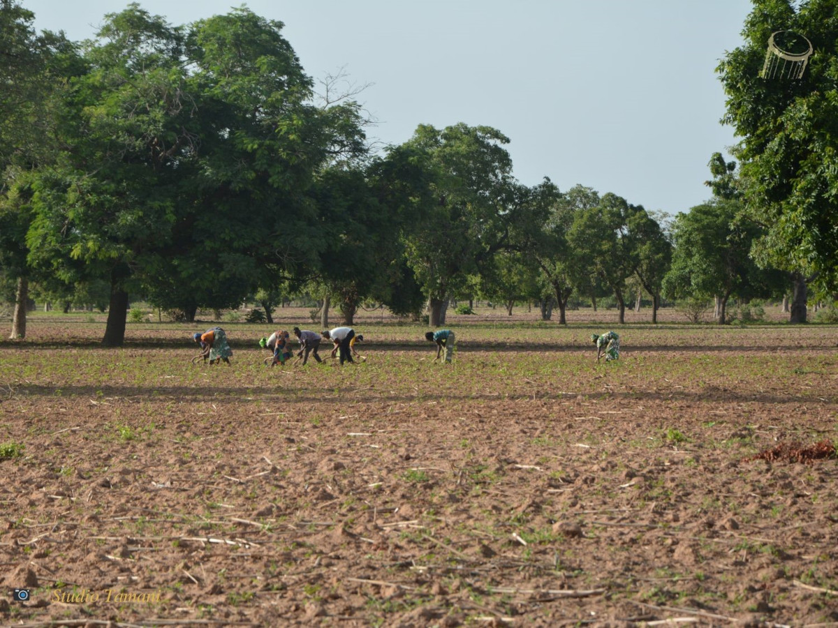 Campagne agricole 2023 : des agricultrices inquiètes de la rareté des pluies et de l’accès difficile aux intrants