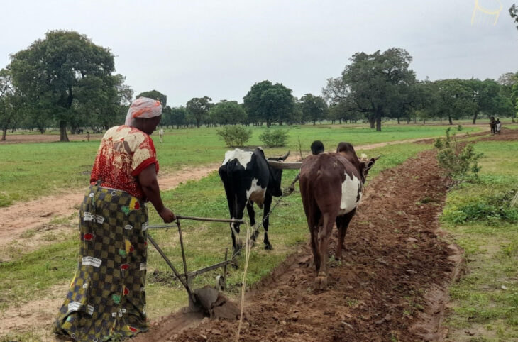 Des pesanteurs sociales freinent l’accès des femmes à la terre