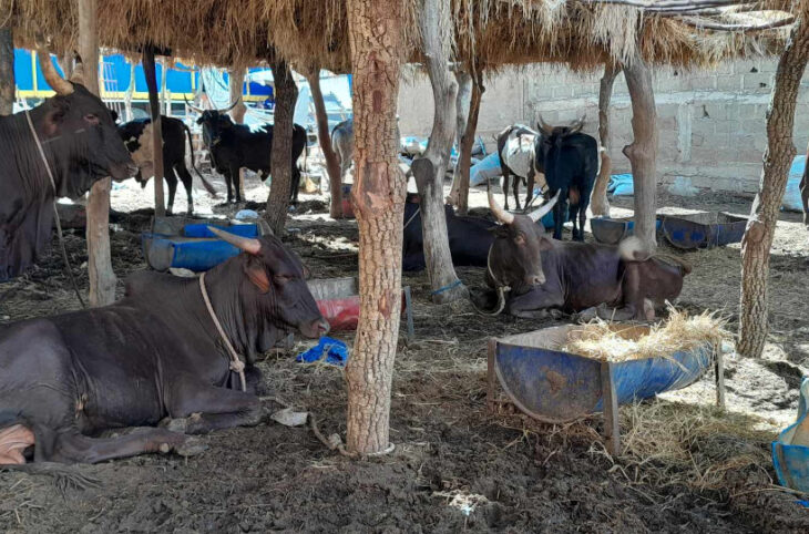 Embouche bovine à Mopti : une activité de plus attractive pour les jeunes