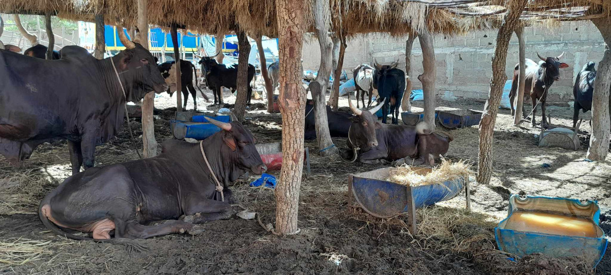 Embouche bovine à Mopti : une activité de plus attractive pour les jeunes