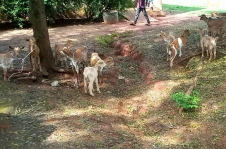 Trente caprins pour trente femmes de Sikasso